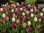 Krokus Botanische Mischfarben – 180 Blumenzwiebeln