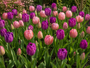 Krokus Botanische Mischfarben – 180 Blumenzwiebeln