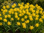Krokus Botanische Mischfarben – 180 Blumenzwiebeln