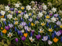 Krokus Botanische Mischfarben – 180 Blumenzwiebeln