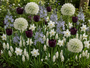 Krokus Botanische Mischfarben – 180 Blumenzwiebeln