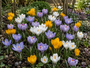 Krokus Botanische Mischfarben – 180 Blumenzwiebeln