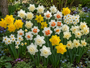 Krokus Botanische Mischfarben – 180 Blumenzwiebeln