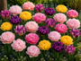 Krokus Botanische Mischfarben – 180 Blumenzwiebeln