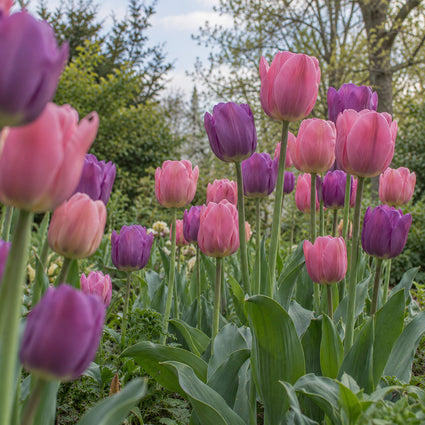 Krokus Botanische Mischfarben – 180 Blumenzwiebeln