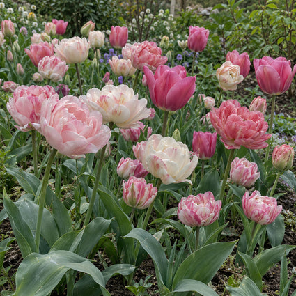 Krokus Botanische Mischfarben – 180 Blumenzwiebeln