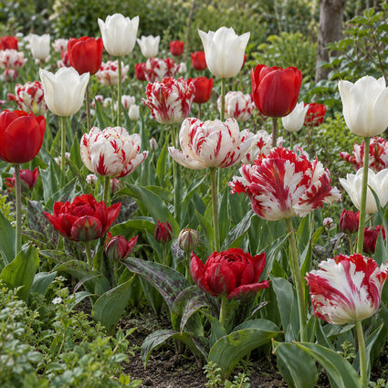 Krokus Botanische Mischfarben – 180 Blumenzwiebeln