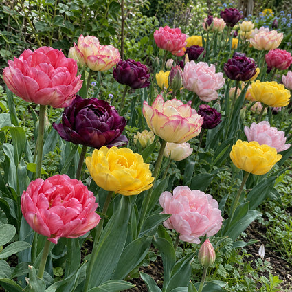 Krokus Botanische Mischfarben – 180 Blumenzwiebeln