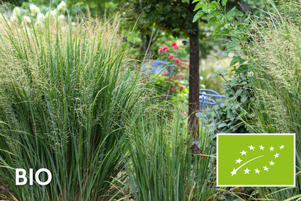 Bio-Rutenhirse (Hohe Sorte 200 cm) - Panicum virgatum 'Northwind'