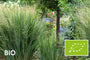 Bio-Rutenhirse (Hohe Sorte 200 cm) - Panicum virgatum 'Northwind'