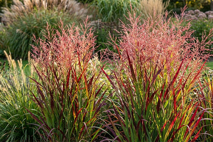 Fingergras (Rotbraun, Höhe 120 cm) - Panicum virgatum 'Rehbraun'