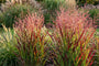 Fingergras (Rotbraun, Höhe 120 cm) - Panicum virgatum 'Rehbraun'