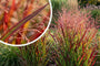 Fingergras (Rotbraun, Höhe 120 cm) - Panicum virgatum 'Rehbraun'