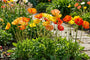 Orientalischer Mohn - Papaver orientale 'Royal Wedding'