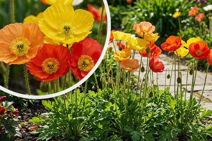 Orientalischer Mohn - Papaver orientale 'Royal Wedding'