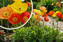 Orientalischer Mohn - Papaver orientale 'Royal Wedding'