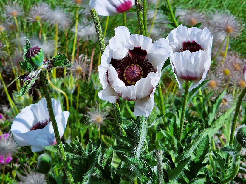 Orientalischer Mohn - Papaver orientale 'Royal Wedding'