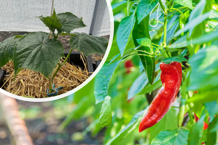 Paprika - Capsicum annuum - Süßer Spitzpaprika