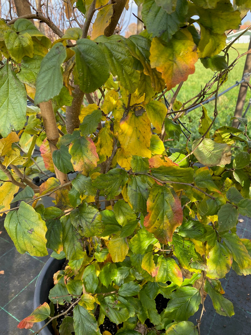 Persisches Eisenholz - Parrotia Persica