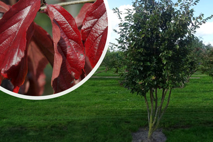 Persisches Eisenholz - Parrotia persica 'Bella' Säulenform