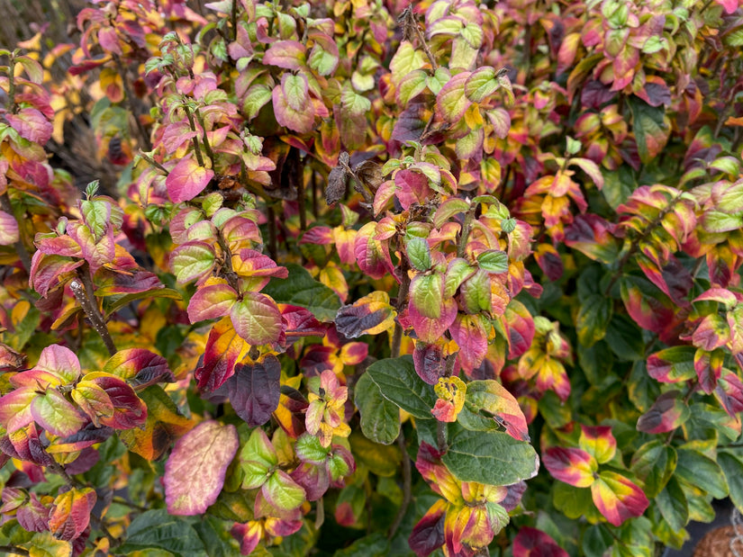 Persisches Eisenholz - Parrotia persica 'Persian Spire'