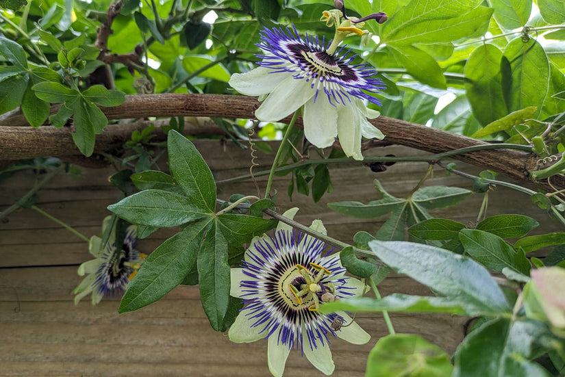 Passionsblume - Passiflora caerulea