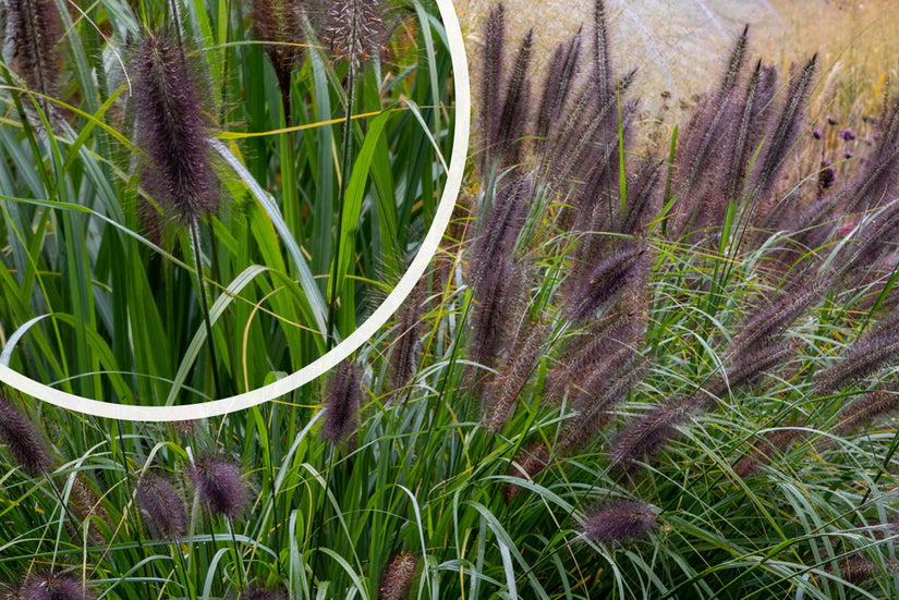 Neunaugengras - Pennisetum alopecuroides 'Black Beauty'