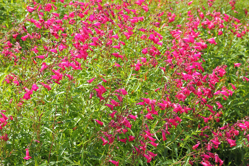 Schlangenkopf - Penstemon 'Andenk an F. Hahn'