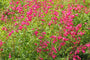 Schlangenkopf - Penstemon 'Andenk an F. Hahn'