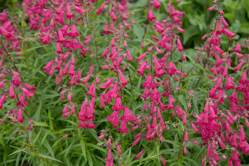 Schlangenkopf - Penstemon 'Andenk an F. Hahn'