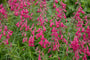 Schlangenkopf - Penstemon 'Andenk an F. Hahn'