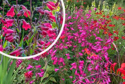 Schlangenkopf (Rosa) - Penstemon 'Schoenholzeri'