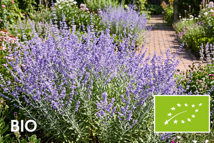 Bio-Silberraute - Perovskia atriplicifolia 'Blue Spire'