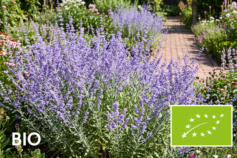 Bio-Silberraute - Perovskia atriplicifolia 'Blue Spire'