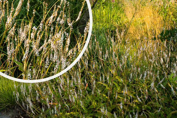 Staudenknöterich (weiß) - Persicaria amplexicaulis 'Alba'