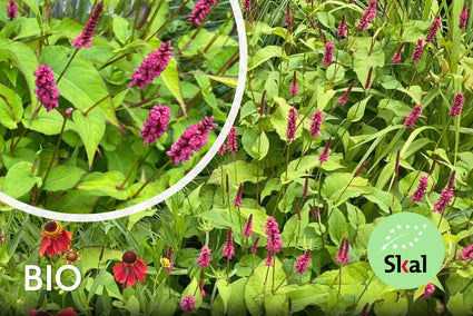 Bio-Knöterich (Dunkelrot, 70 cm) - Persicaria amplexicaulis 'Lisan'