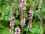 Staudenknöterich - Persicaria amplexicaulis 'Rosea'