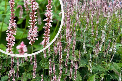 Staudenknöterich - Persicaria amplexicaulis 'Rosea'