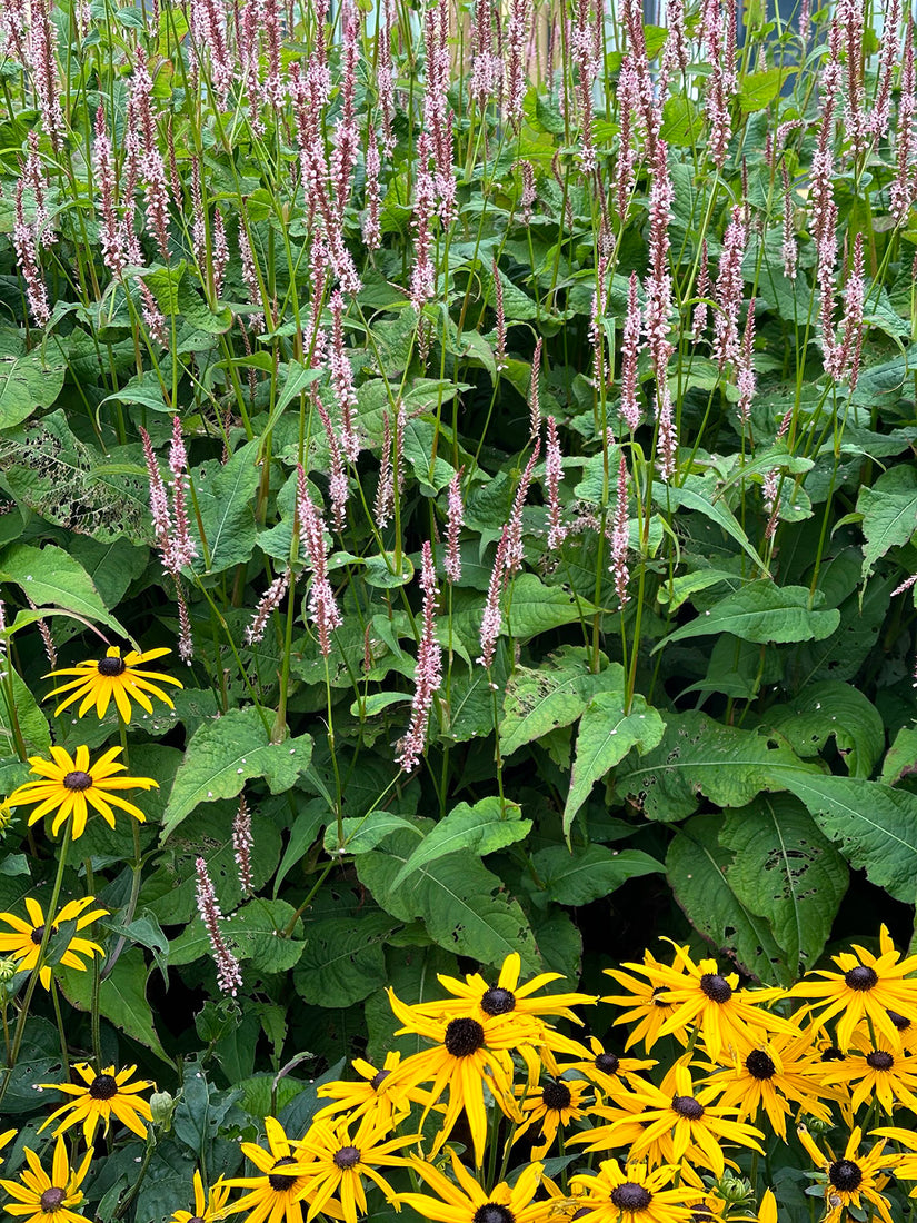 Staudenknöterich - Persicaria amplexicaulis 'Rosea'