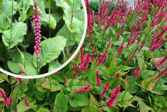 Staudenknöterich Rosa/Rot (Hohe Art 150 cm) - Persicaria amplexicaulis 'Speciosa'