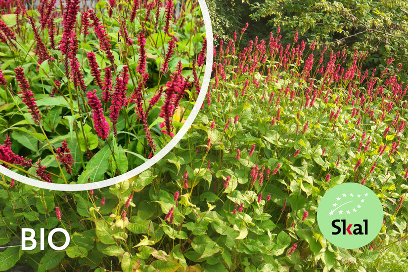 Bio-Knöterich (Dunkelrosa, 100–150 cm) – Persicaria amplexicaulis