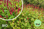 Bio-Knöterich (Dunkelrosa, 100–150 cm) – Persicaria amplexicaulis