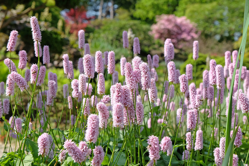 Viperroot - Persicaria bistorta