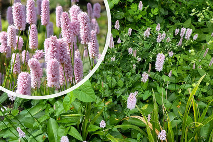 Viperroot - Persicaria bistorta