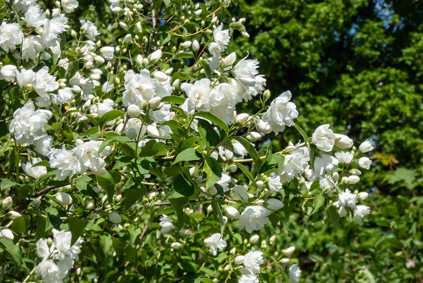 Kant en klare Boerenjasmijn haag - Philadelphus 'Virginal' 180 x 120 cm