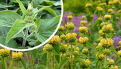 Phlomis russeliana (Gelb)