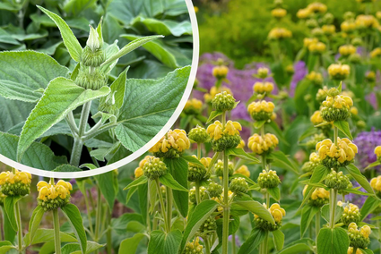 Phlomis russeliana (Gelb)