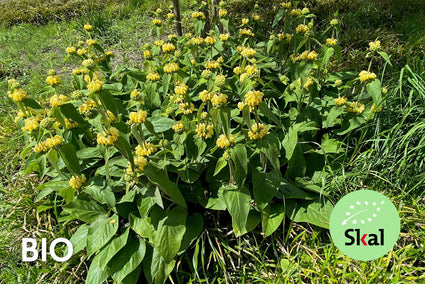 Bio-Brennkraut (Gelb) - Phlomis russeliana