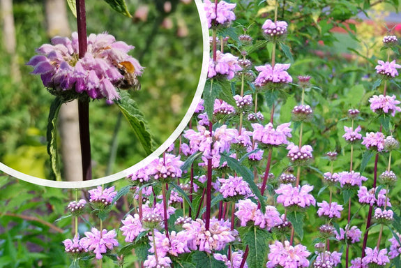 Weidenröschen (lila) - Phlomis tuberosa 'Amazone'
