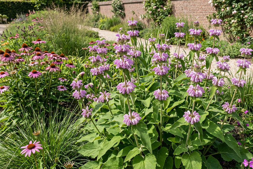 Weidenröschen - Phlomis tuberosa